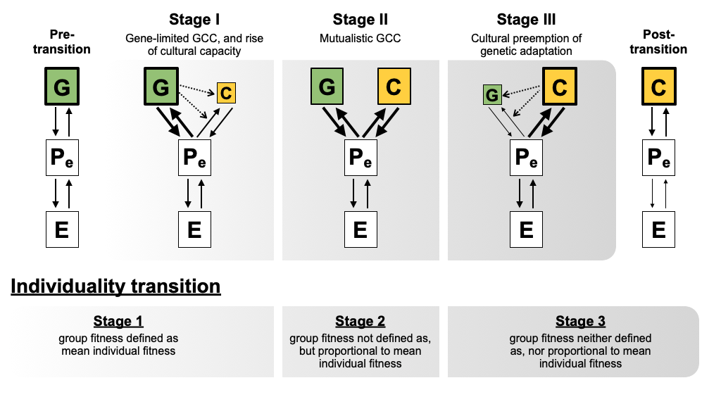 A diagram of the three stages of the coupled transition from genetic to cultural inheritance and from individual to group fitness from Tim and Zach's paper.