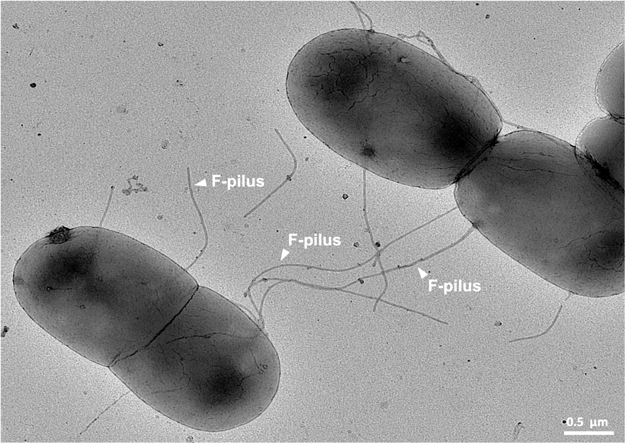 A black and white microscope picture of two bacteria extending little tiny hair-like appendages towards each other to exchange DNA.